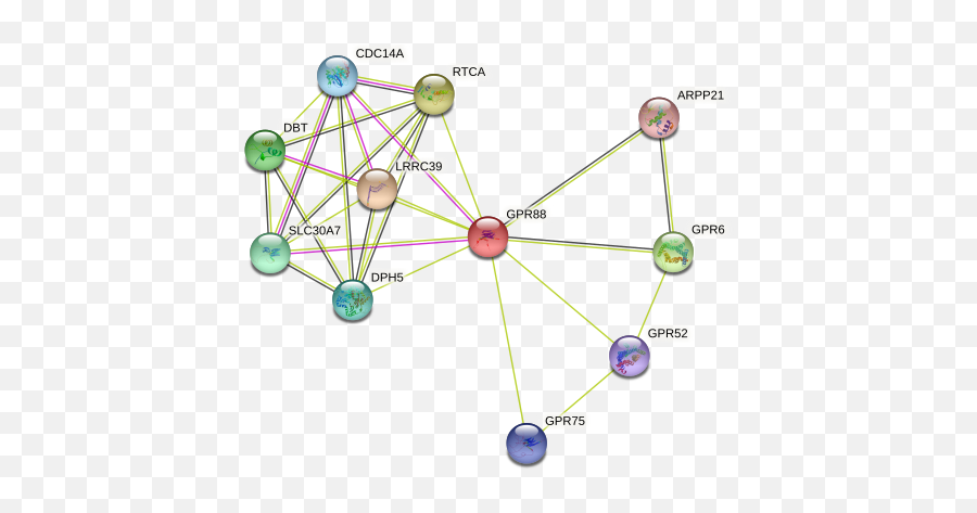 Gpr88 Protein Human - String Interaction Network Emoji,Emotion And Phylogeny