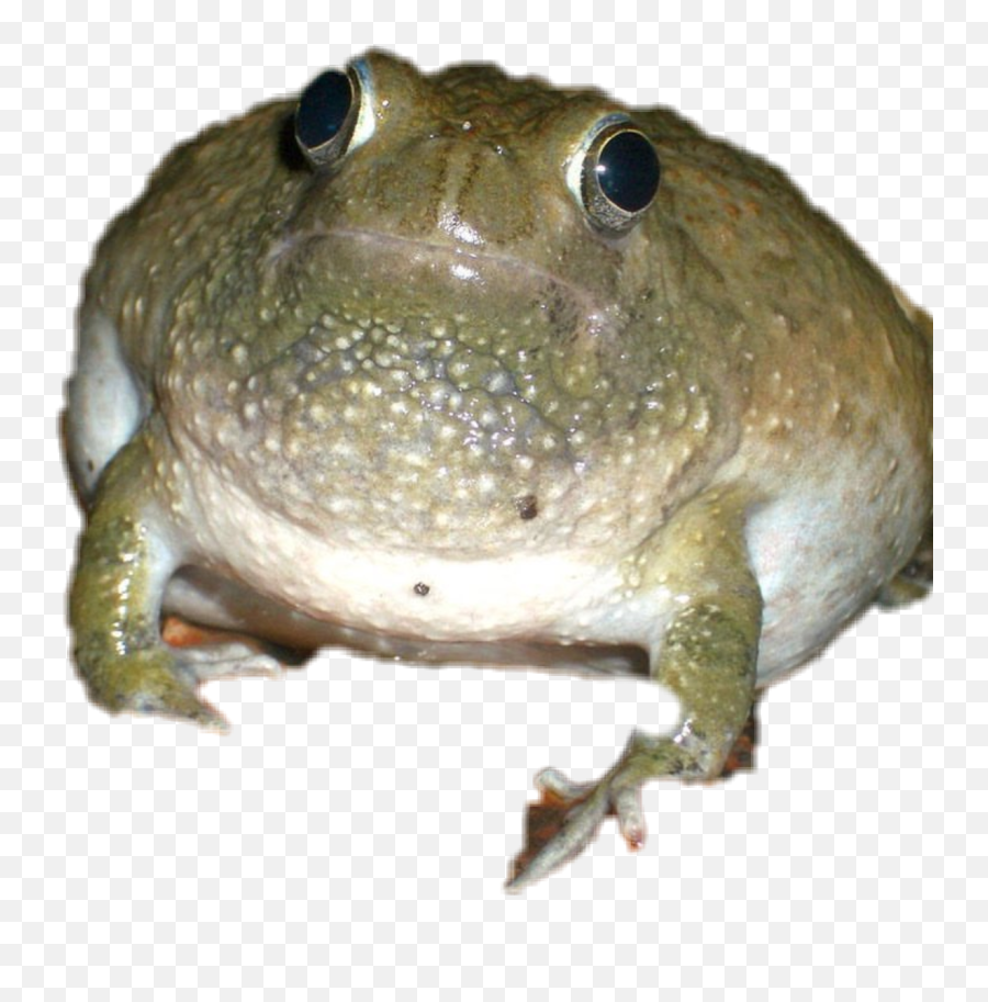 Frog Froggy Cursed Sadfrog Sticker By Hami - Toads Emoji,Sad Frog Emoji