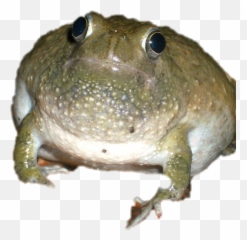 Frog Froggy Cursed Sadfrog Sticker By Hami - Toads Emoji,Sad Frog Emoji