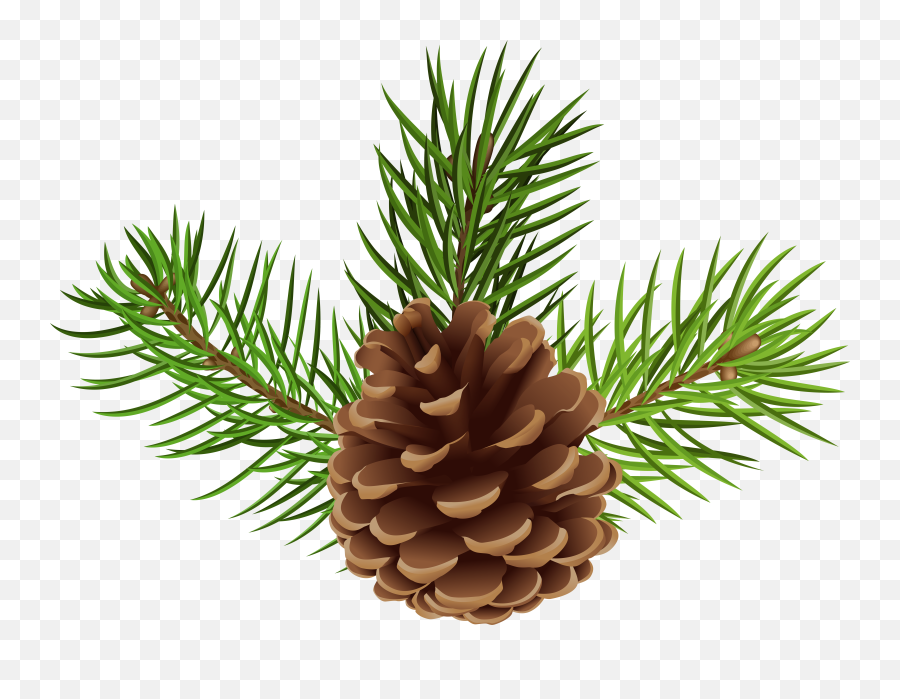 Christmas Pine Cone - Transparent Pine Cone Png Emoji,Pine Cone Emoji