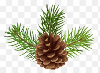 Christmas Pine Cone - Transparent Pine Cone Png Emoji,Pine Cone Emoji