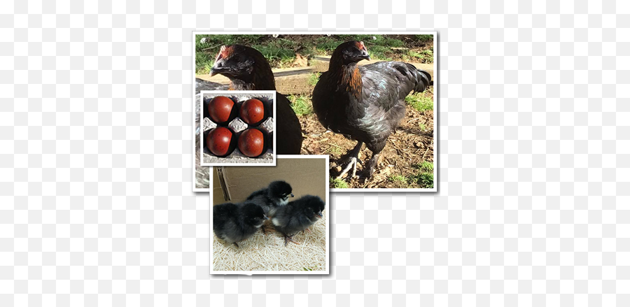 All Breeds U2013 Jenks Hatchery Inc - Dominant Copper Maran Emoji,Cornish Cross Chicken Emotions