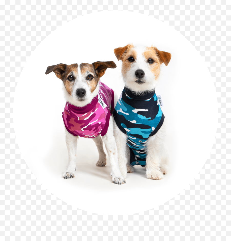 Recovery Suit Dog - Dog Clothes Emoji,Neutered Dog Emoticons