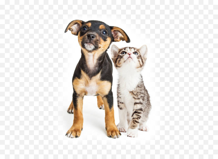 Kc Pet Project - Dog An Cat Png Emoji,Dog Cat Emotion Responses