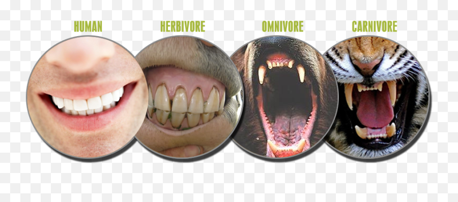 Get That Flesh Out Of Your Mouth - Humans Herbivores Emoji,Mouth Positions Emotions