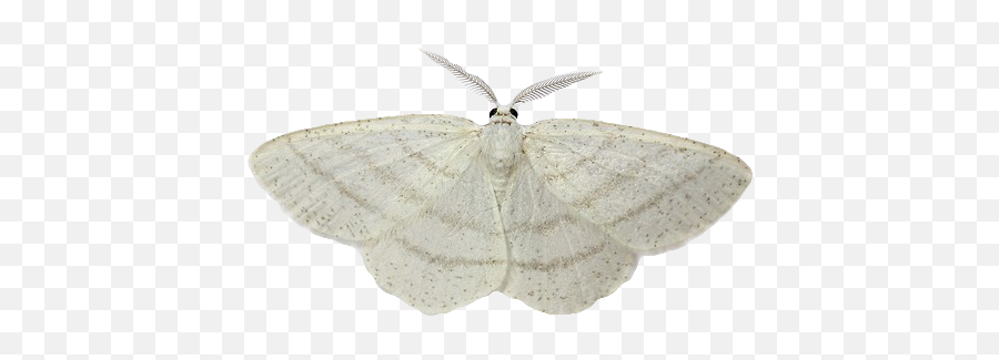 Moth Tattoo - White Moth No Background Emoji,Can Luna Moths Feel Emotions