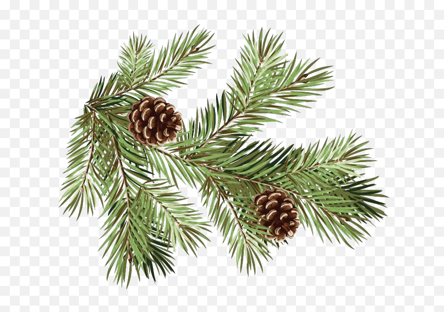 Pine Branch Transparent Background - Branch Pine Cone Transparent Background Emoji,Pine Cone Emoji Png