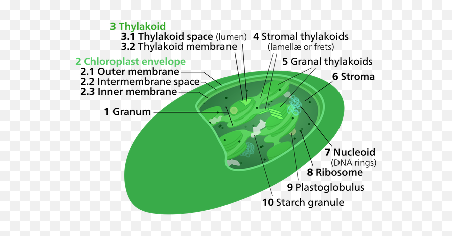 What Are The Thylakoid Discs In Plants - Quora Thylakoid Membrane Emoji,Plant Emotions Mythbusters