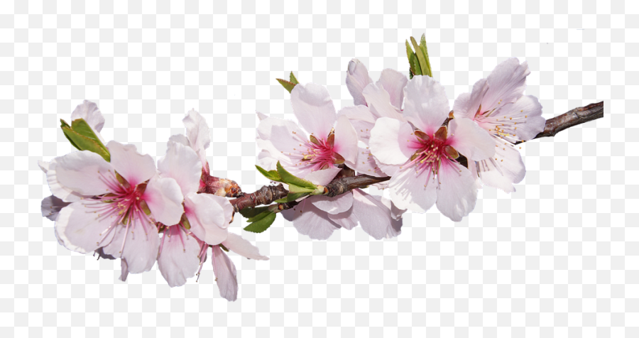 Png Images Pngs Sakura Sakuras - Fleur D Amandier Png Emoji,Sakura Sakura Sweet Emotion
