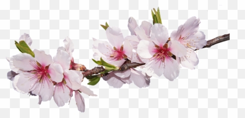 Png Images Pngs Sakura Sakuras - Fleur D Amandier Png Emoji,Sakura Sakura Sweet Emotion