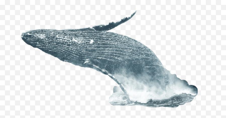 Change Now - Whale Out Of Water Png Emoji,Blue Whales Emotions