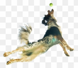International Pro Pac Ultimates Natural Pet Food Emoji,Bouncing Dog Emoticon