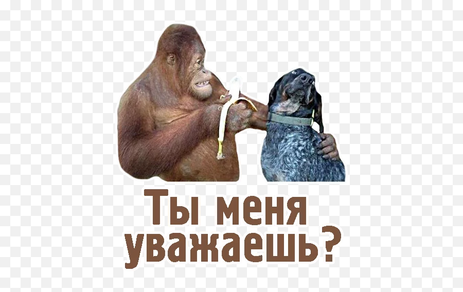 Telegram Sticker From Collection Tca Emoji,Orangutan Emoji