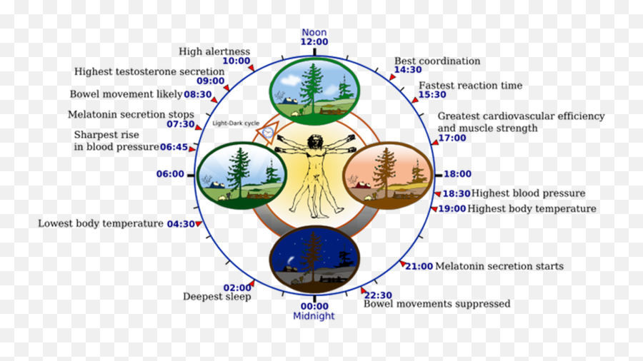 The Multiversal Age - Circadian Rhythm Emoji,Emotion Contagion Definition