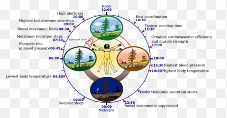 The Multiversal Age - Circadian Rhythm Emoji,Emotion Contagion Definition