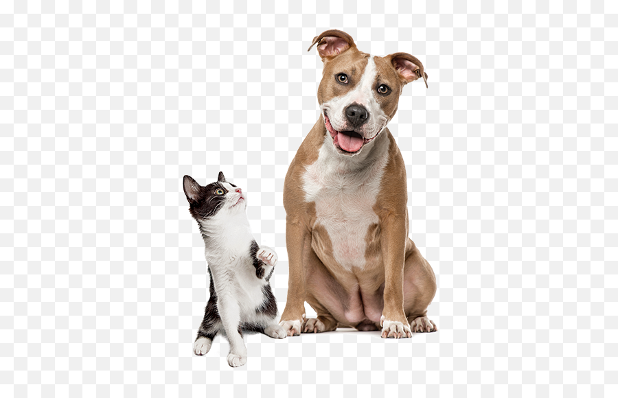 Spay Neuter - Staffordshire Terrier Emoji,Neutered Dog Emoticons