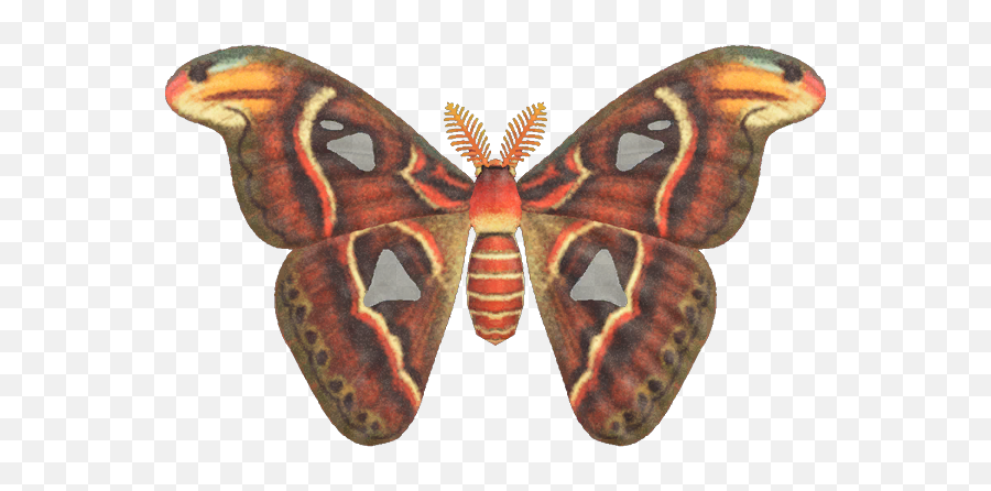 Atlas Moth - Luna Moth Animal Crossing New Horizons Emoji,Can Luna Moths Feel Emotions