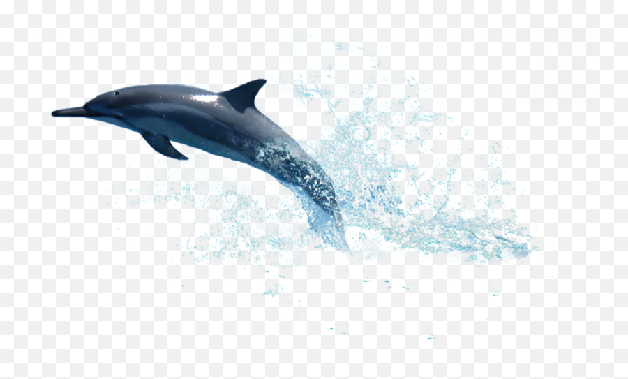 Dolphin Transparent Background Png - Dolphin Png Transparent Emoji,Image Of Emojis No White Backround