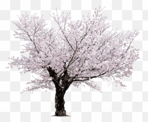 Png Images Pngs Sakura Sakuras Emoji,Sakura Sakura Sweet Emotion