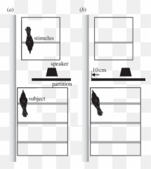Diagram Of The Experimental Set - Vertical Emoji,Cage Emotion