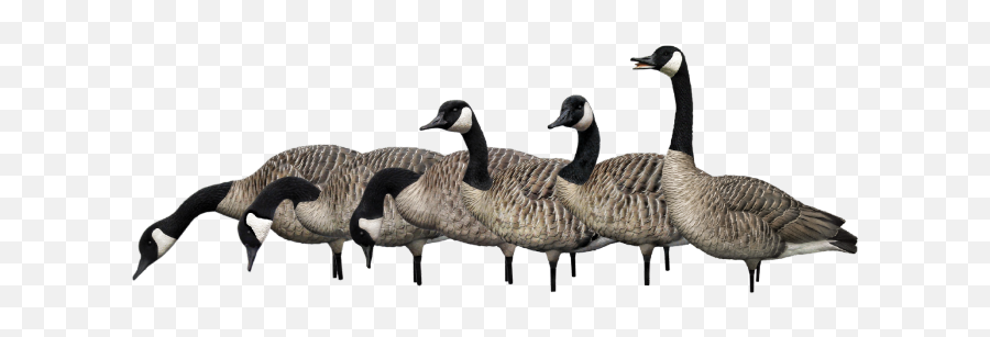 Avian X Axp Fusion Honker Goose Decoy Pack Avx9006 Emoji,Canadian Goose Emoticon