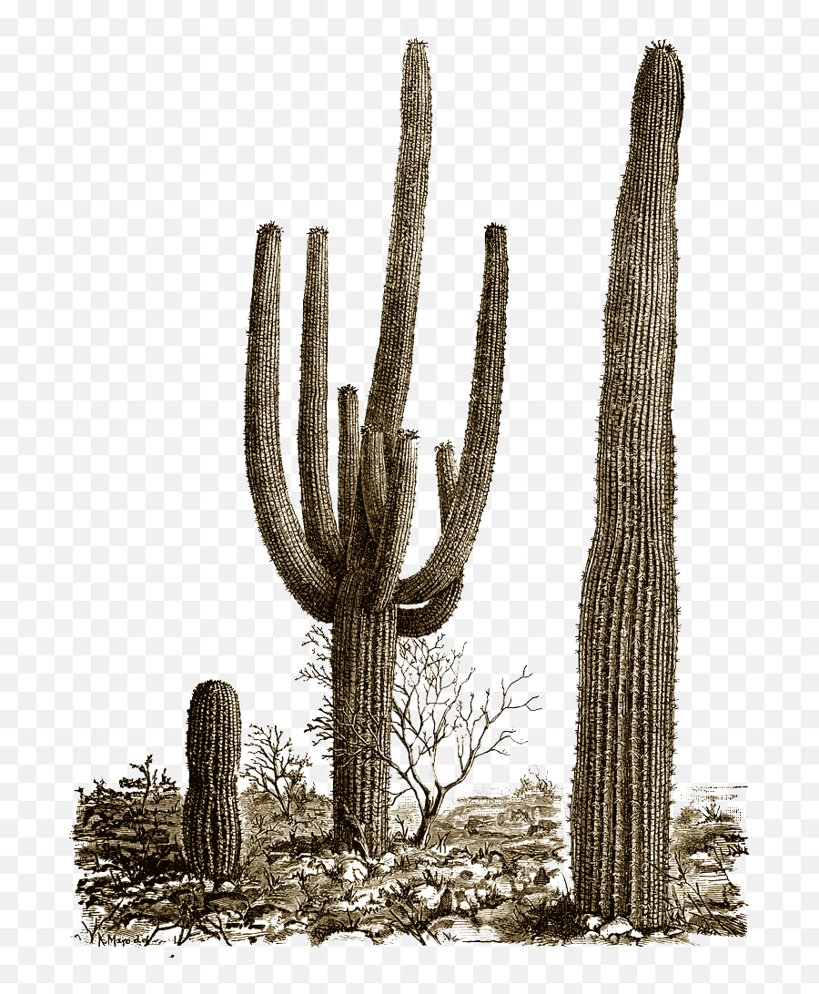 Cactus 137 Wallpapers Emoji,What Is Saguaro Cactus Emoji