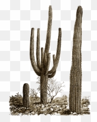Cactus 137 Wallpapers Emoji,What Is Saguaro Cactus Emoji