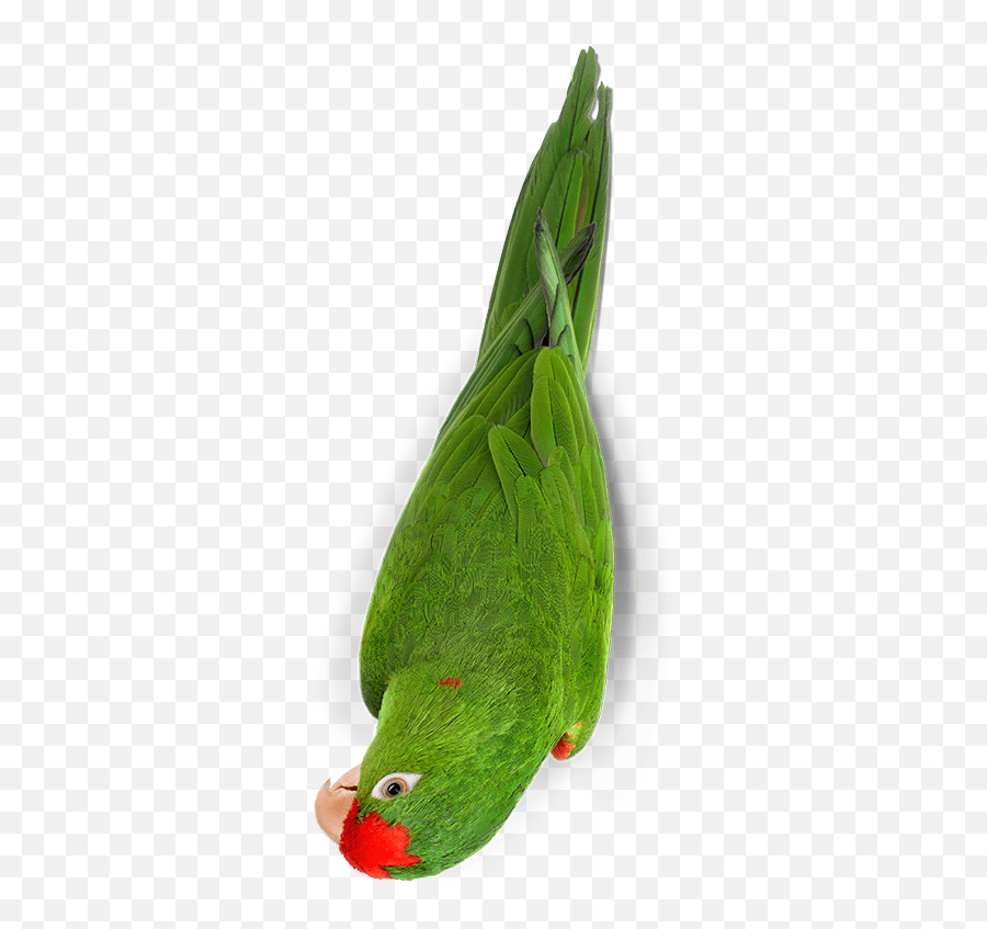 Veggieblend Parrots U0026 Conures - Zupreem Pet Emoji,Parrot Emotion Signs