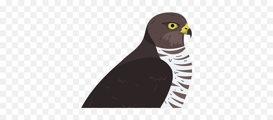 Sparrow Hawk Projects Photos Videos Logos Illustrations Emoji,Falcon Emoji