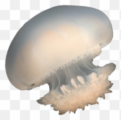 Largest Collection Of Free - Toedit Wateraqua Stickers Emoji,Jellyfish Emoji Iphone