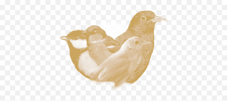 Herken De Vogel Quiz - House Sparrow Emoji,Emoji Kwis