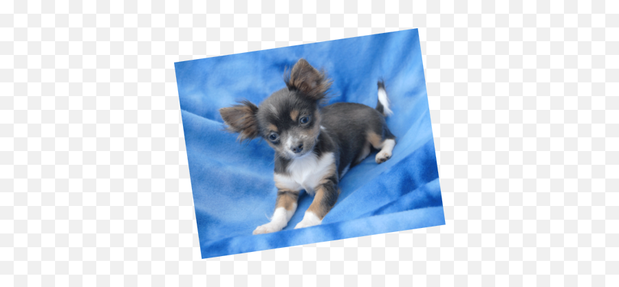 Chihuahua Litter Blue Tan Puppies - Long Haired Blue Chihuahua Puppies Emoji,Chihuahua Emoji