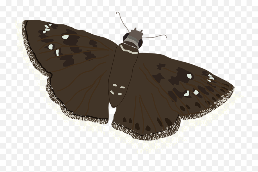 Virginia Moths Plant Virginia Natives - Skippers Emoji,Can Luna Moths Feel Emotions