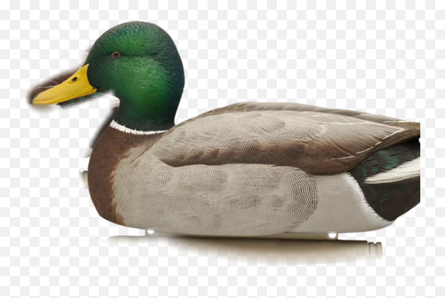 The Most Edited - Mallard Duck Decoy Emoji,Stupid Duck Emoji
