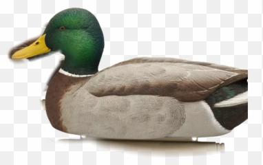 The Most Edited - Mallard Duck Decoy Emoji,Stupid Duck Emoji