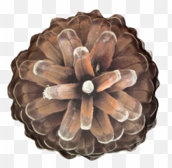 1024x985 - Portable Network Graphics Emoji,Pine Cone Emoji Png