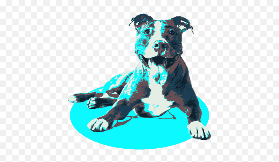 About Bull Breeds - Claddagh Rescue American Pit Bull Terrier Emoji,Pitbulls Read Emotion