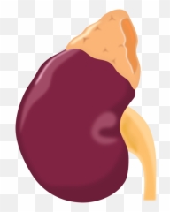 Adrenal Gland Tumor Symptoms Back Pain - Adrenal Gland Clipart Emoji,Emoji With Back Pain