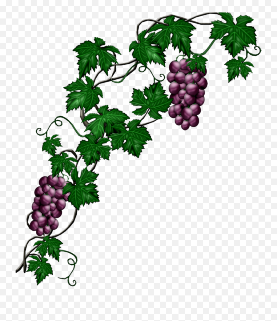 The Most Edited - Wine Grapes Png Emoji,Facebook Emoticons Grapes
