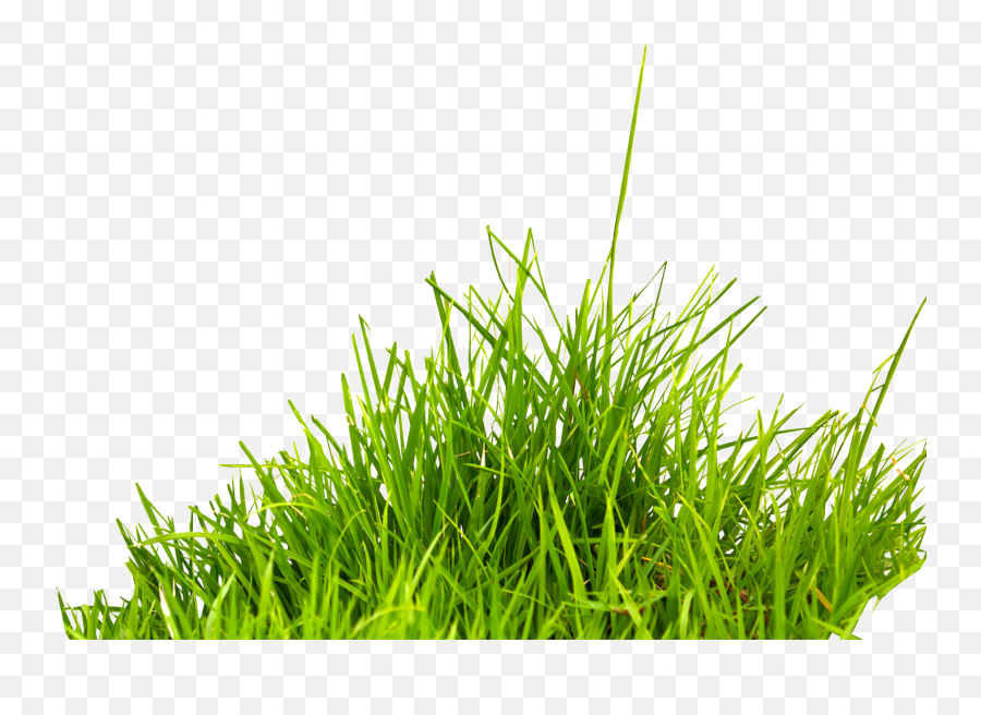 Grass Png Image Green Grass Png Picture Resolution - Grass Png Emoji,Flower Emojis Ong