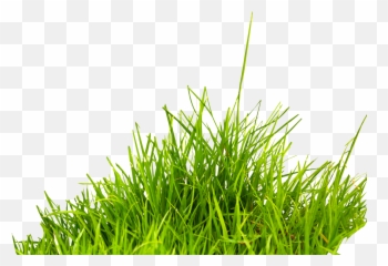 Grass Png Image Green Grass Png Picture Resolution - Grass Png Emoji,Flower Emojis Ong