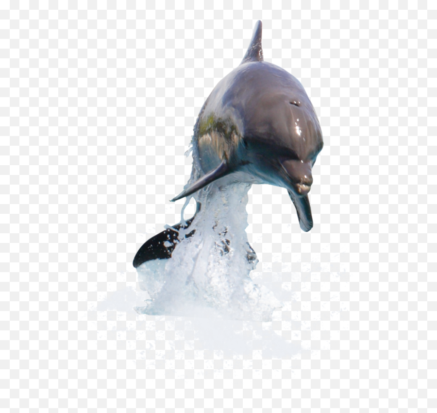 Physical And Emotional Intelligence - Common Bottlenose Dolphin Emoji,Dolphin Emotions