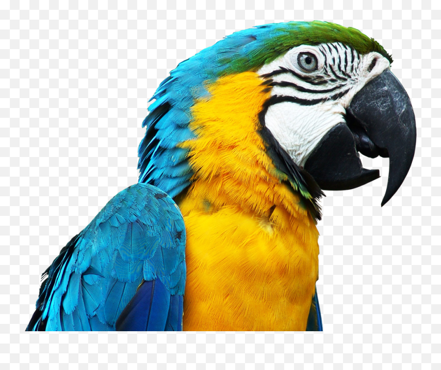 Emoji Shakespeare - Can You Guess What The Shakespeare Quote Imagenes De Un Papagayo,Parrot Emoticon