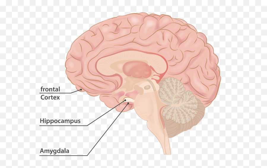 The Neuroscience Of Exercise Why Exercise Leads To A - Brain Emoji,Frontal Lobe Emotions