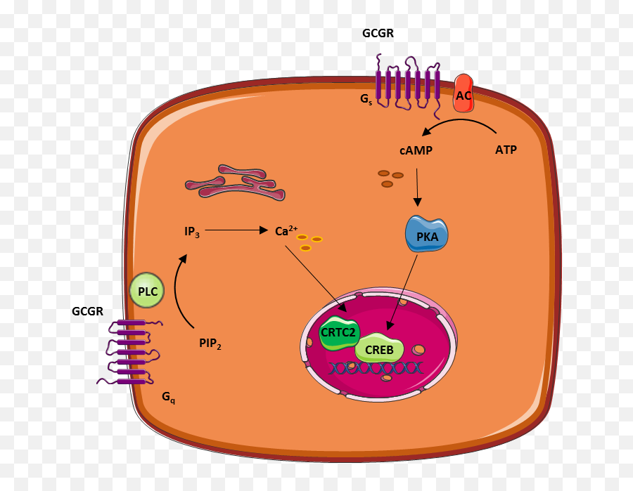 Chapters Archive - Page 12 Of 41 Endotext Glucagon Signalling Emoji,Brand Names Are Often A Strong Surrogate For _________. Quality Style Evoked Emotions Support