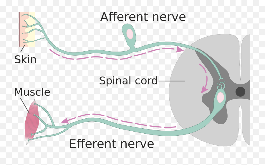 8 - Nerve Reflex Emoji,Charcot Marie Tooth Emotions Reiki