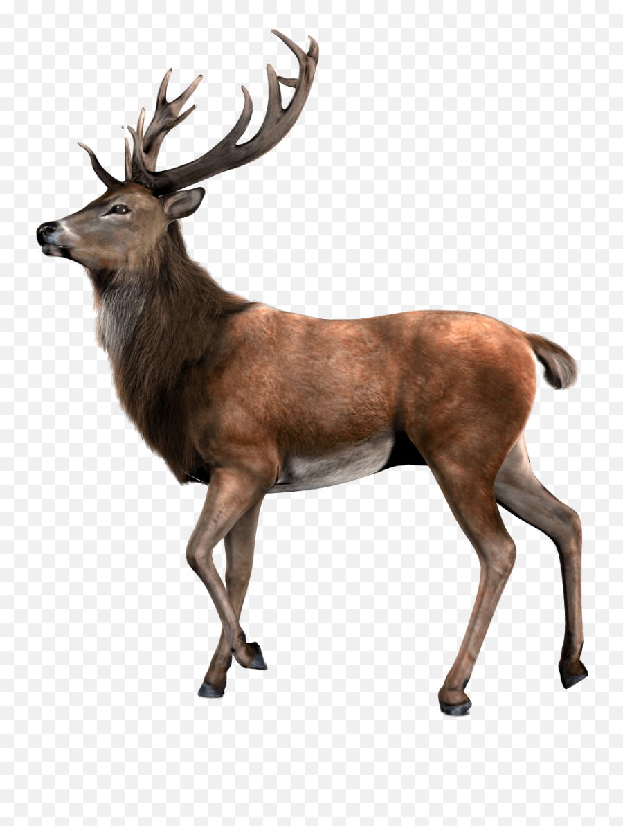 Deer Elk Reindeer Terrieasterly Sticker Emoji,Real Deer Emoji