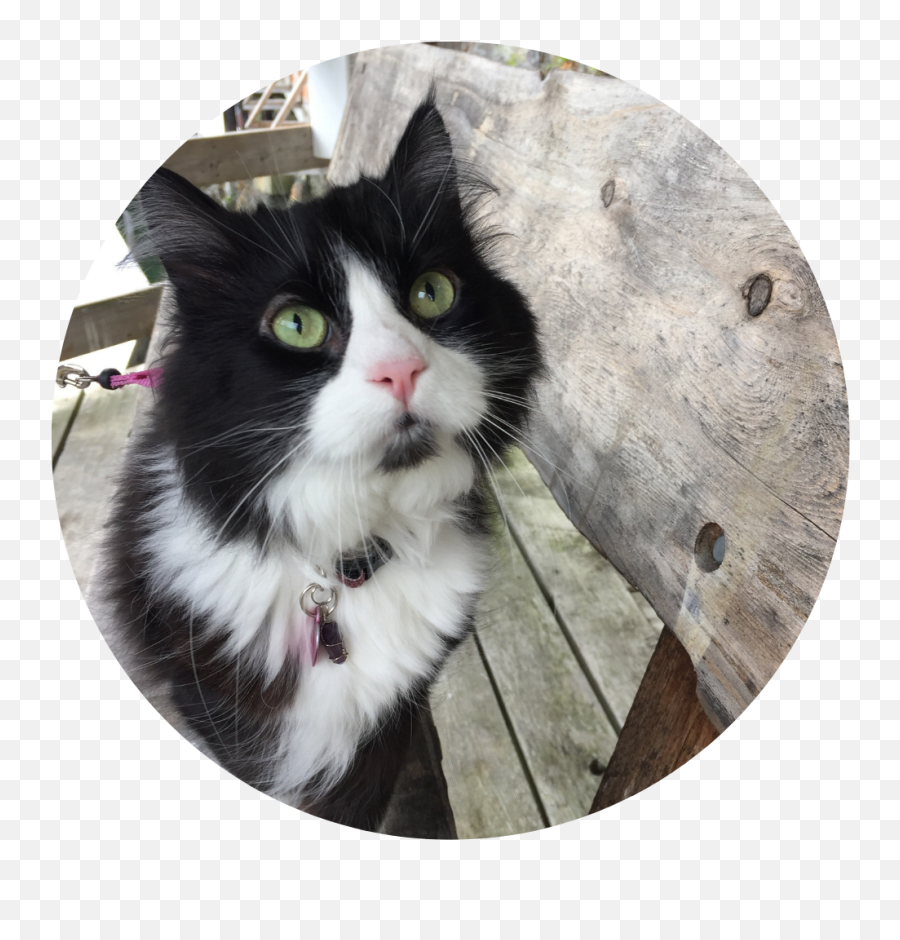 Animal Communication Tamara Fosty - Cat Emoji,Emotions Animals Communicate