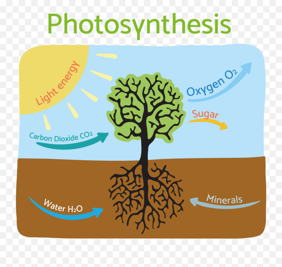 Aromatherapy Shining A New Light On Cancer U2013 Part 1 - Photosynthesis Illustration Emoji,Chemical Structures Of Emotions