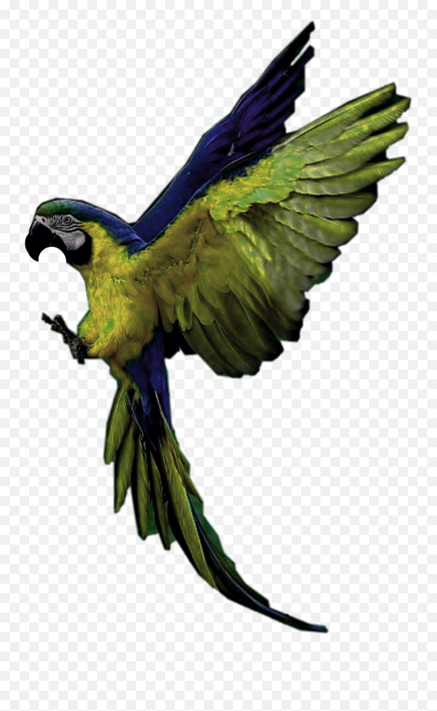 Parrot Sticker - Parrots Emoji,Parrot Emoji